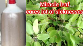 Download Lagu 12 health benefits of miracle leaf (leaf of life that cures lot of sicknesses)#herbs MP3
