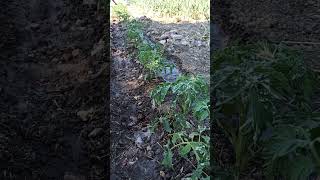 Bugün Bahçe Suladık