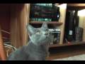 Ender 8, Korat Cat の動画、YouTube動画。