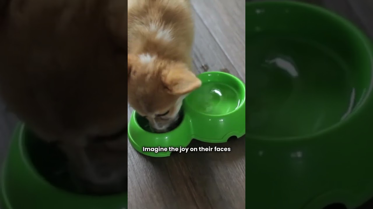 Elevate Your Pet Store