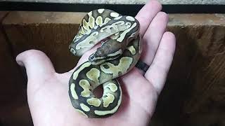 Butter ball python set up