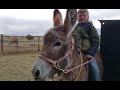 Ute Horse update | 4th day part 2! | ground work