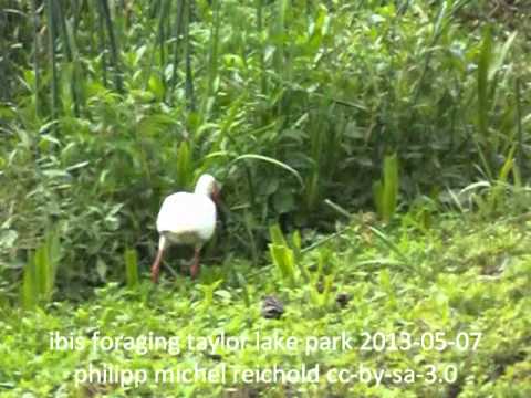 Ibis foraging taylor lake park 201305 0701