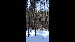 One Loud Tree Knock - Sasquatch/Bigfoot Habituation SIte