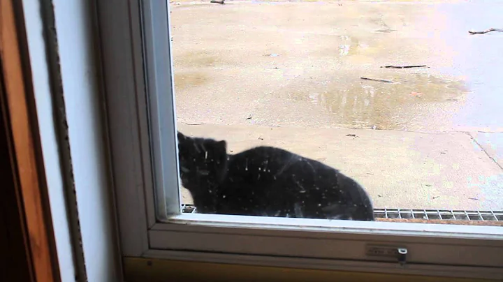 Whitney the cat's "Let me in" tantrum!  MVI 0248