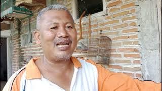 how to breed local turtle doves correctly and properly