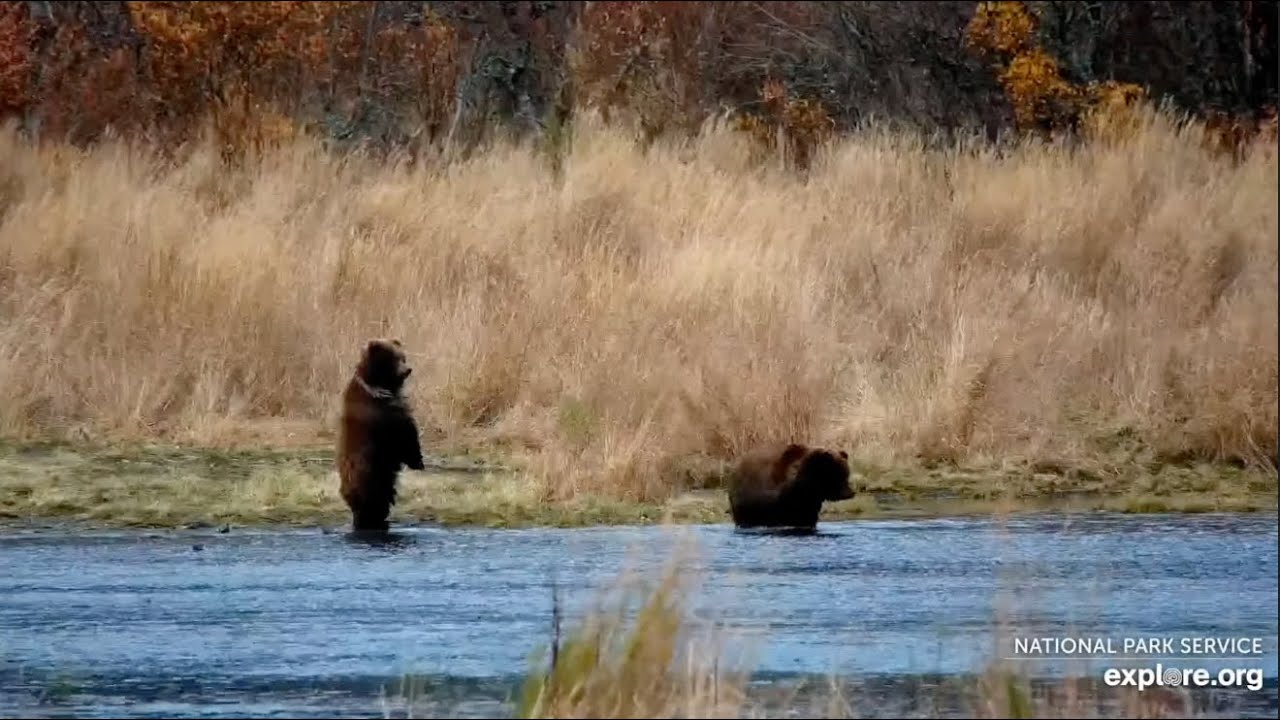 26 and Her Cubs Look for Fish All Over the Lower River - October 16, 2025 (explore.org)