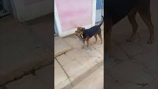 Dog Carries Machete On City Sidewalk