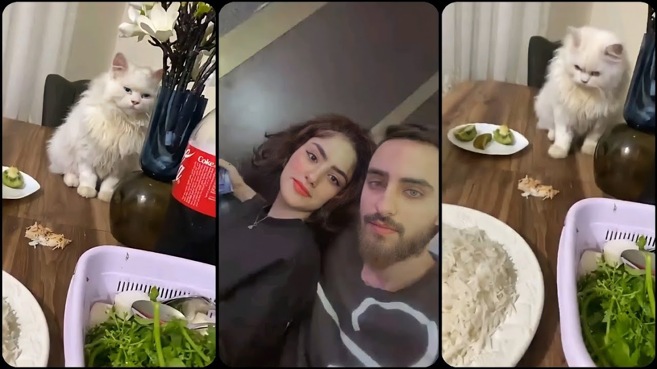 Ø¹Ø±Ø³ Ù…Ø­Ù…Ø¯ Ù‚Ø§Ø³Ù… Ø§Ø®Ùˆ Ø´ÙŠÙ…Ø§Ø¡ Ù‚Ø§Ø³Ù…çš„youtubeè¦–é »æ•ˆæžœåˆ†æžå ±å'Š Noxinfluencer