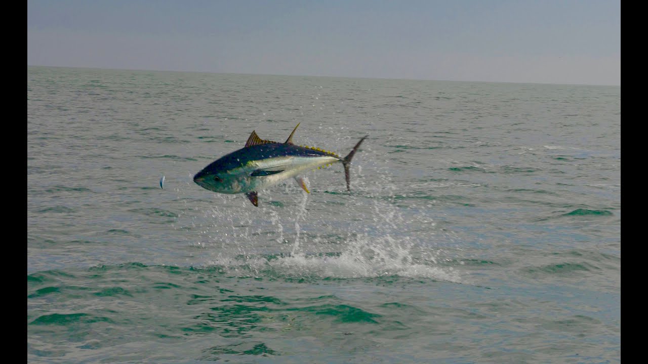 Tuna attacks topwater !!! YouTube