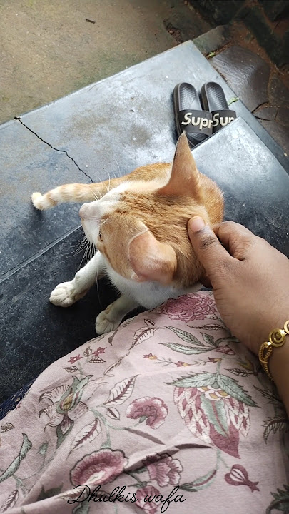 Nighalk pets indo ? Cute Cat 🐈😺 #shorts