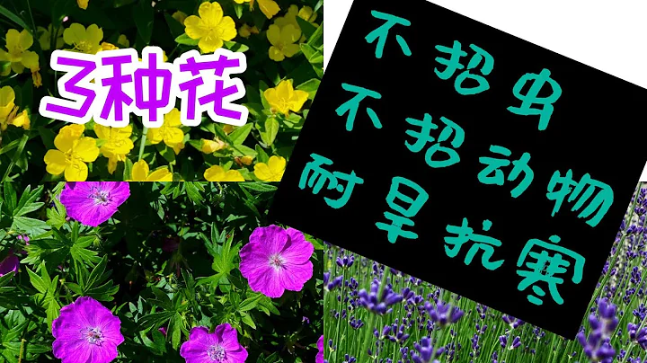 3种不招虫，不招动物，非常耐旱，抗寒的花，薰衣草-English lavender，老鹳草-hardy geranium，月见草-evening primrose - 天天要闻