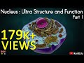 Nucleus: Ultra structure and Function - Part 1 | CBSE - ICSE | iKen | iKen Edu | iKen App