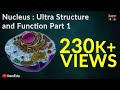 Nucleus Structure and Function Quiz
