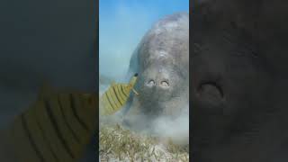 Dugong National Seagr