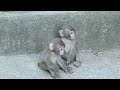 家に帰るのが遅くなったのは赤ちゃん猿がかわいすぎたから