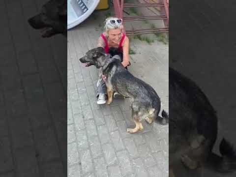 Video: Saksanpaimenkoira Koirarotu Allergiatestattu, Terveys Ja Elinaika