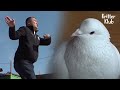 Can A Pigeon Be Gangsterish? Instead Of Symbolizing Love And Peace? (Part 1) | Kritter Klub