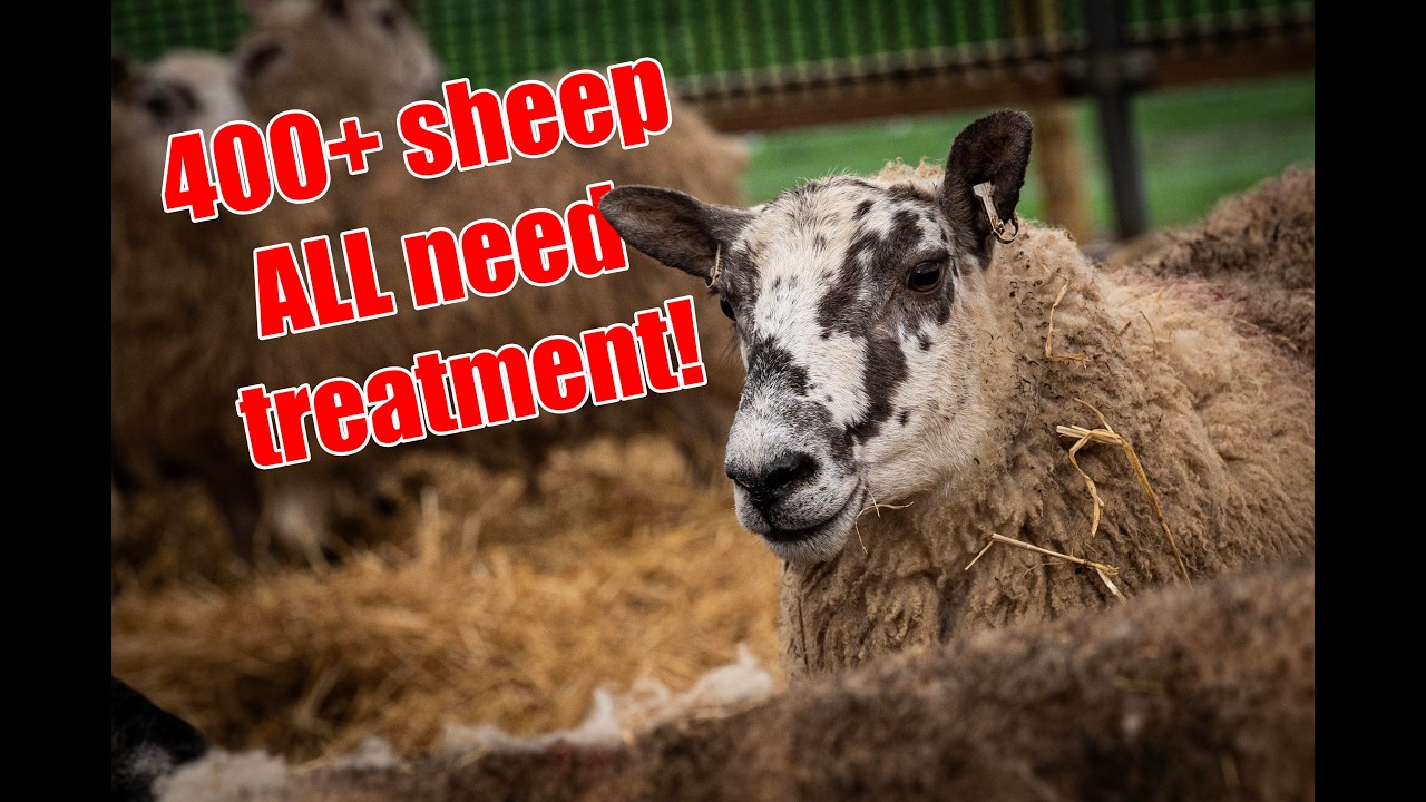 Lambing Is Right Around The Corner… We NEED To Get Ready! 