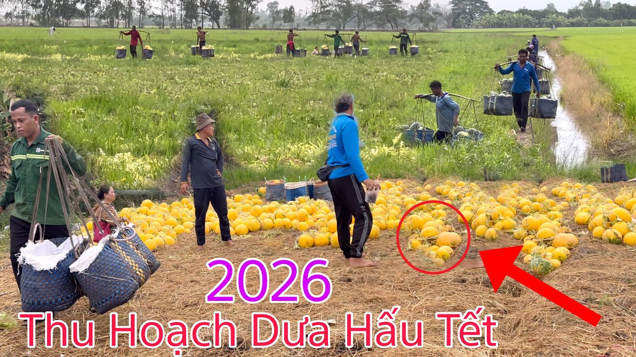 Cập Nhật Tình Hình Bà Con Thu Hoạch Dưa Hấu Bán Tết 2026 / Như Ý AG 
