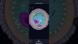 Secondary Oocyte structure 👌🏻⭐️ #embryology #anatomy #medicaldegree #biology #medicaleducation