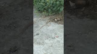 SNAKE RESCUE views youtube snake