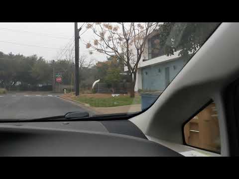 Just Some Peacocks