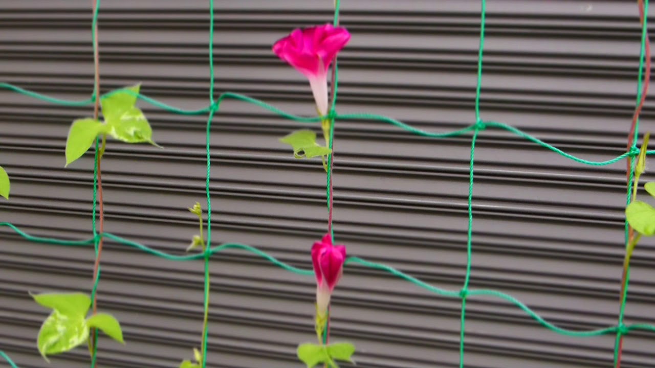 アサガオの成長 Youtube