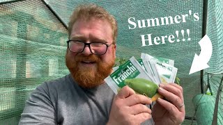Growing Summer's Bounty: Tomatoes, Courgettes, Peppers