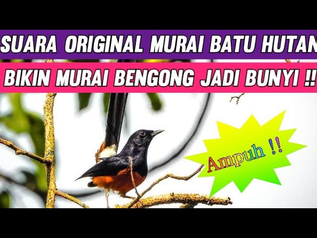 Terbukti Ampuh !! Suara Original MURAI BATU HUTAN ini Mampu Bikin Murai Diem Jadi Bunyi !! class=