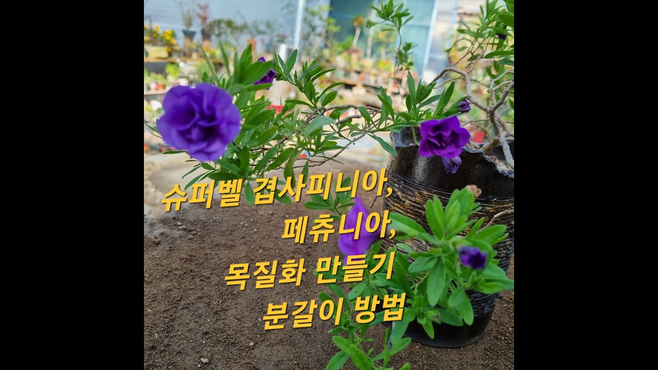 [야생화] 슈퍼벨 겹샤피니아 , 페츄니아, 목질화 만들기, 분갈이 방법