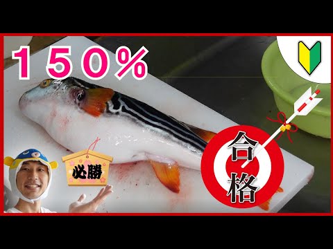 21年最新版 ふぐ職人 フグ免許所持 がシマフグ しまふぐ のさばき方全部教えます Youtube