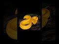 ¿Sobrevivirías 1 hora en esta isla? ⚠️