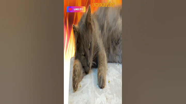 Watch the video about Cats in forest | cats | cute cats | #cats | #viral |#trending | #shorts