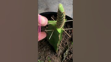 Ghép cây xương rồng vào cây thanh long #farming