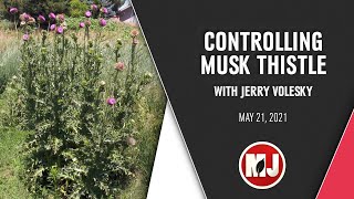 Controlling Musk Thistle | Jerry Volesky | May 21, 2021