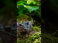 How Frogs Protect Trees?🤔🤔🕵️