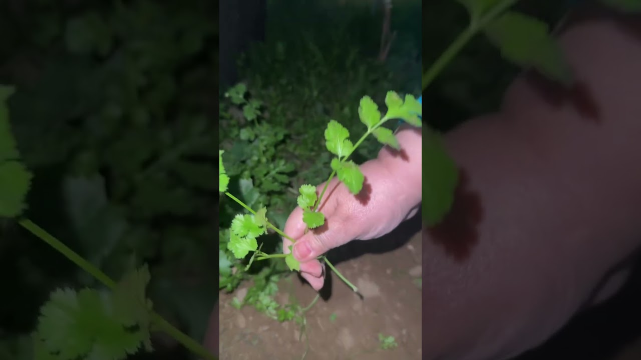 زراعه الكزبره والبقدونس