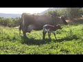 The MILKMAID of the Home Dairy | Dairy Cow