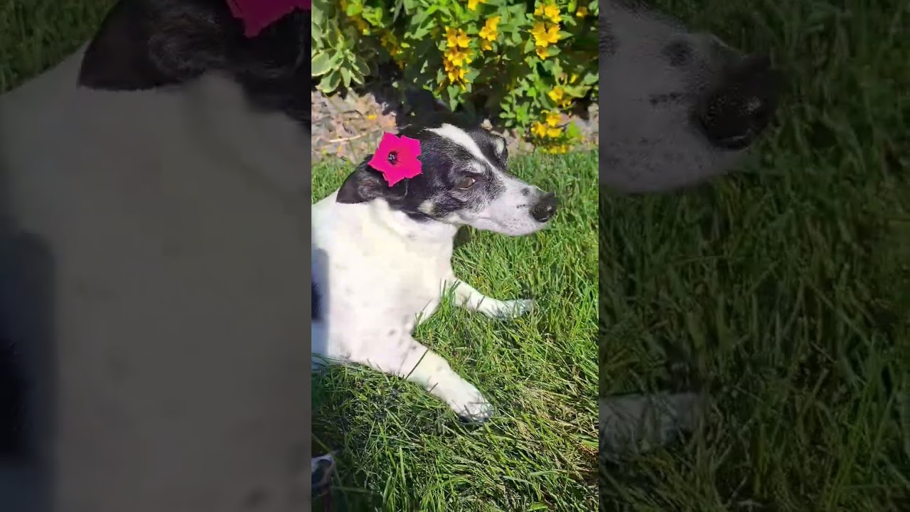 Dogs Improve Your Life | FrankiVerse Cafe | Summer Vibes Curation