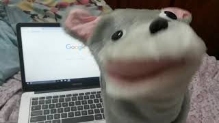 Chimpandolfo E As Lolis Nekos