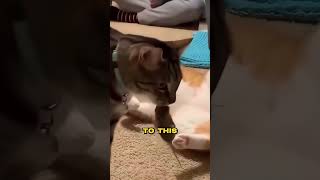 Cat Glitches Mid-Nap After Unexpected Surprise 😂🐱 #cat #animalshorts #funny #pets #catvideos