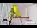 Budgies Types Ep-2