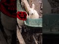 New Hybrid Animal? Think Again !!