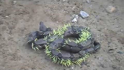 A Python Ate A Porcupine And Instantly Regrets His Decision