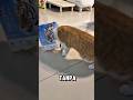 Kelakuan Kucing yang Selalu Bikin Hari Lebih Cerah #kucingbelangtiga #kucinglucu