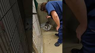 Levi A711907 8 Year Old Senior Male Emaciated Pit Bull Urgent Needs Rescue By 12202023