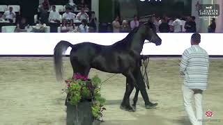 N 127 Ayoub Lara   The Elite Egyptian AHC 2024   Colts 2 Years Old Section B Class 7B