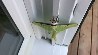 Luna Moth on my Windowsill