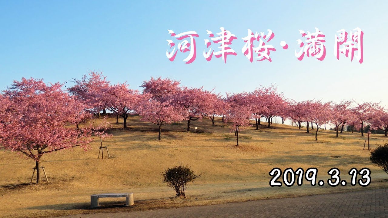 河津桜 満開 いせさき市民のもり公園 19 3 13 Youtube